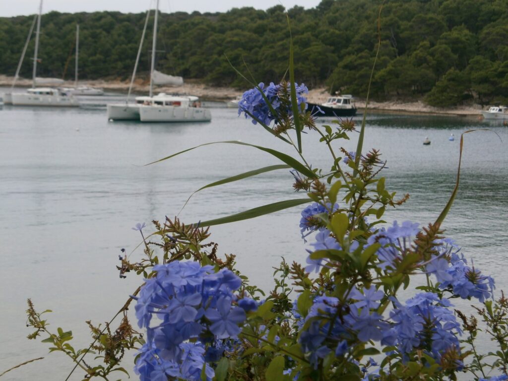 Palmizana